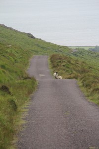 IMG_2742